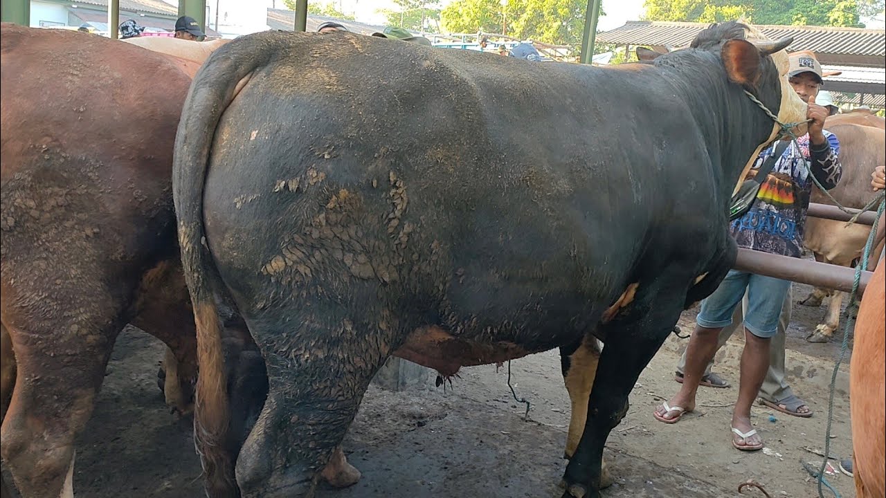 Pasar Hewan winong Pati , Surga Belanja Sapi Kurban ada harga menarik 17 Juta