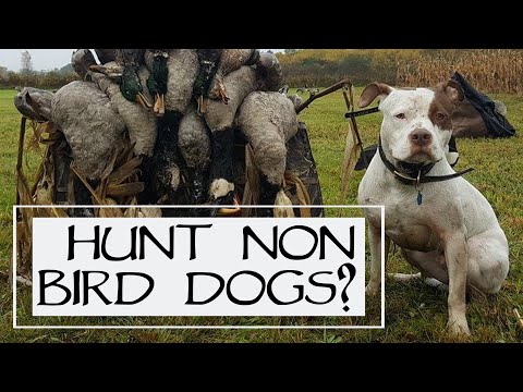 terrier bird dog