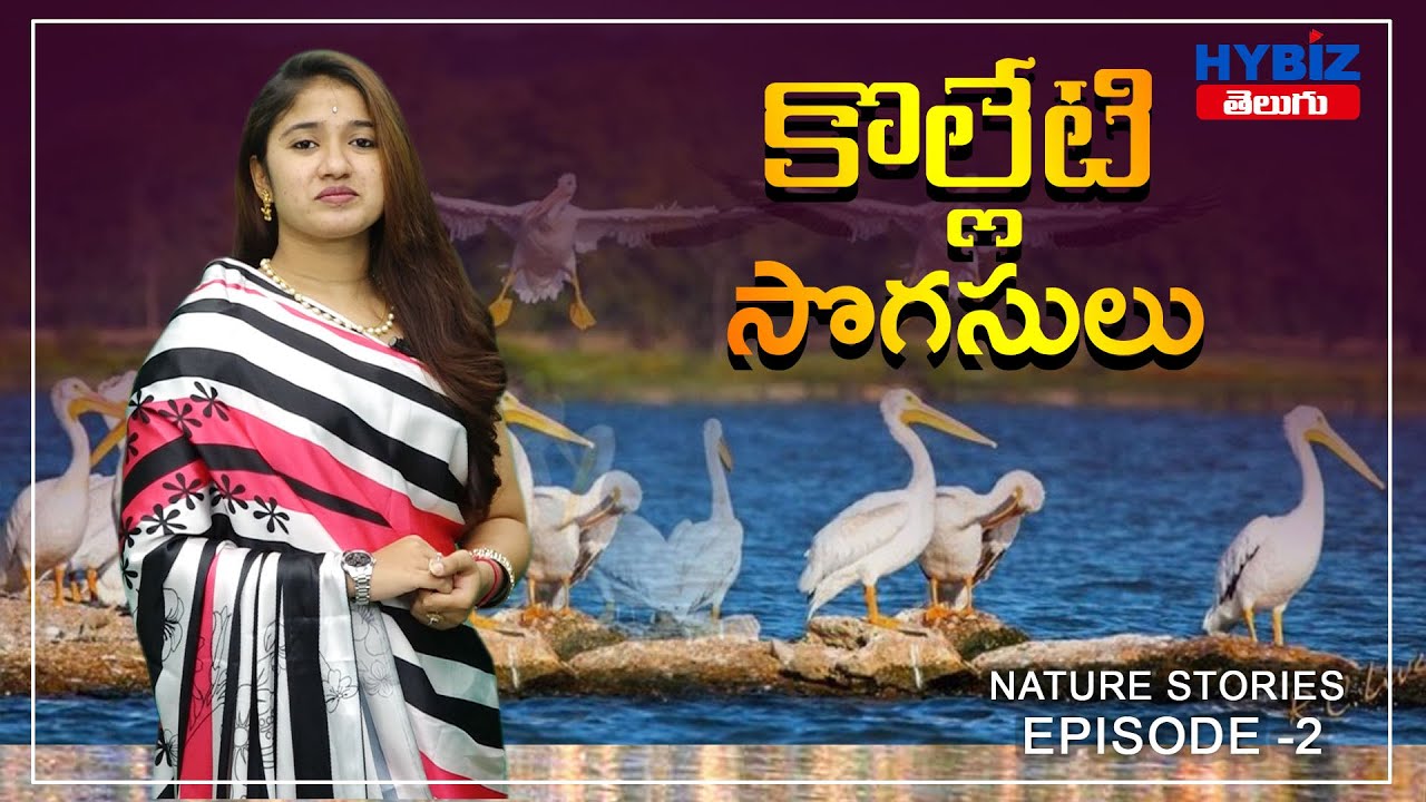 Kolleru Lake | Kolleru Bird Sanctuary | Ap Tourism | Nature Stories Episode -2
