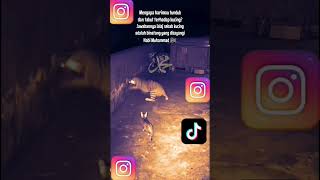 tigervscat#funny