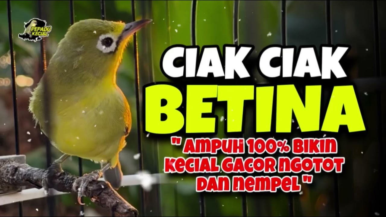 Ciak Ciak Kecial Kuning Betina Ampuh Bikin Kecial Gacorr dan Cepat Nempel‼️