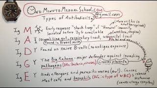 Antibody Types - One Minute Medical School