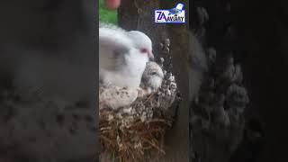 Dave birds birdsavairy birdsong birdshorts nature birdsounds birdslovers