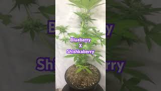 Blueberry x Shishkaberry #ProjectPakaberry
Blueberry x Shishkaberry #ProjectPakaberry Blueberry x Shishkaberry #ProjectPakaberry