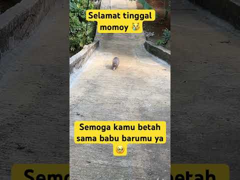 Momoy pergi #kucinglucu #kucinganggoralucudanimut #nizamkucinglucu #kucing