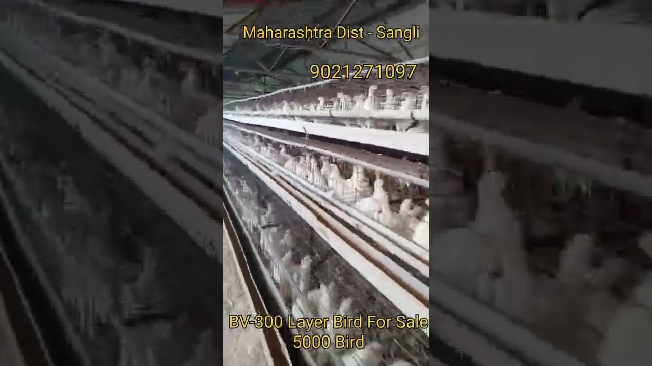 BV-300 Layer 5000 Bird For Sale || Call 9021271097