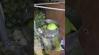 고속 회전 로터리 디스크 블레이드를 이용한 양배추 대량 자동 세로 채썰기 공정