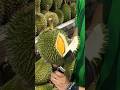 The Most Popular Durian Store In Malacca Malaysia Fruit Cutting Skills The Most Popular Durian Store In Malacca Malaysia Fruit Cutting Skills