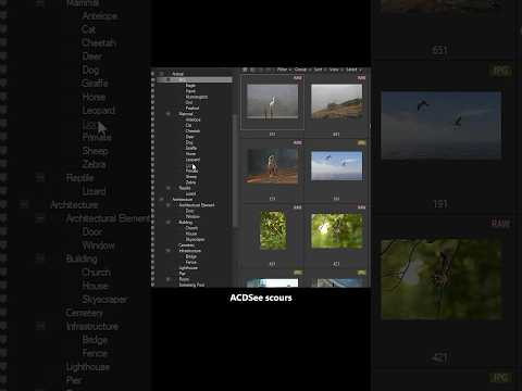 PhotoTag.ai video thumbnail