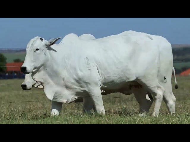 LOTE 43 MATA C598 440