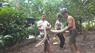 Dangerous Giant Python Captured Alive | Real Jungle Adventure