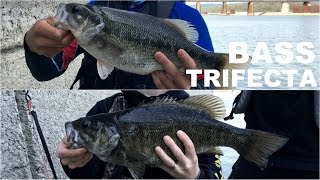  Shiners Are The Ultimate Fishing Bait (I Caught All 3 Bass Species)
