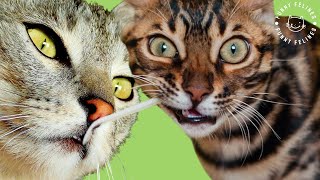 FUNNIEST CAT VIDEOS 😹 FUNNY CATS COMPILATION #55 #cat #funnycats #catcompilation #funnyanimals by Funny Felines 27 views 8 months ago 38 minutes