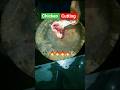 चिकन लेग पीस कटिंग #shorts #chicken #viralvideo #chickenvlog