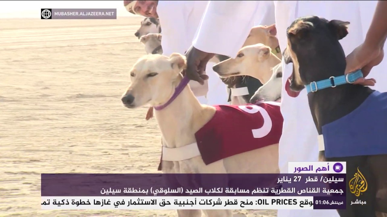 سباقات كلاب السلوقي