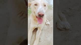 video tyji sy viral ###🐶📸#🥰🥰 new post