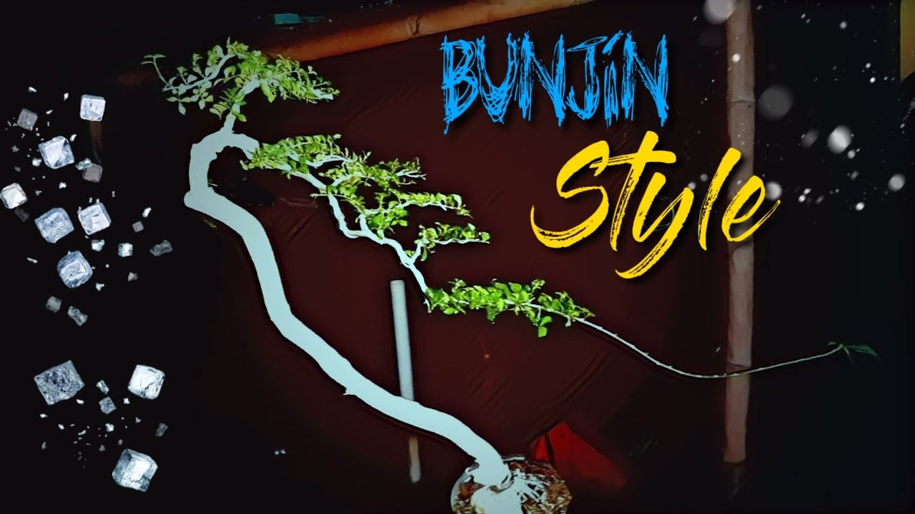Bahan Bonsai Bunjin - Bunjin Style