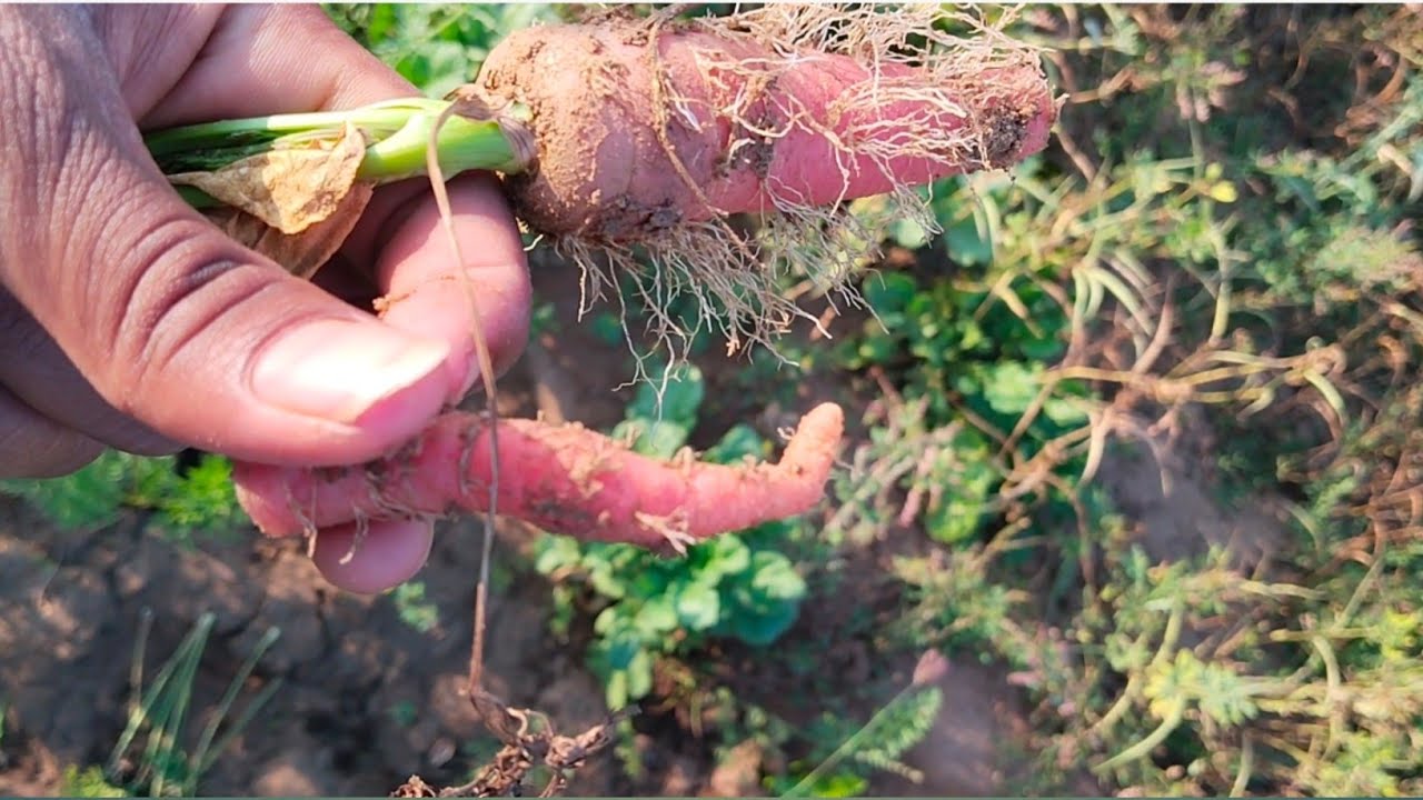 Yeh Hai gajar Gujarat ke #gujarat #villagelife #vejitebl #hareshvlogs 