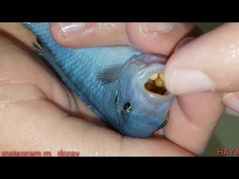 Video: Bir Balık Nasıl Dekore Edilir