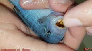 Ci̇klet Kusturma Yüzlerce Yavru Balik