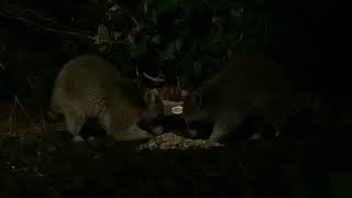 Two Raccoons at the Feeder || Tuesday April 2nd, 2024 by Steve’s Nature TV 11 views 2 months ago 34 seconds