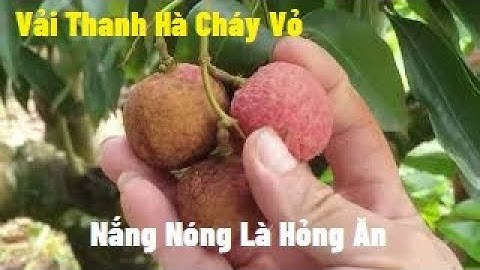 Vải Thanh Hà Nắng Nóng Lại Cháy Quả l Núi Đồi Lục Ngạn