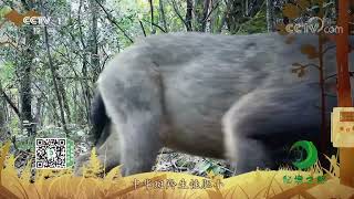 《秘境之眼》 中华斑羚 20221114| CCTV