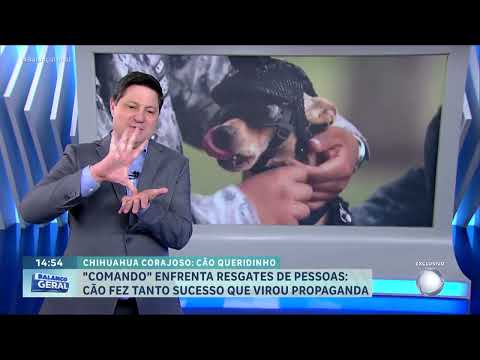 Cachorro de 21 centímetros vira recruta da Guarda Nacional do México