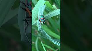 What Species is this Rare Insect Discovery in Australia | Amazing Hidden Farm Wildlife in Tasmania