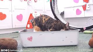 Join us LIVE for a special Meow-entine's Day Event! by TinyKittens HQ 36,223 views 2 months ago 2 minutes, 42 seconds