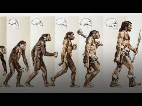 Human Evolution I Evolution Part - 5 I Class 11 - YouTube