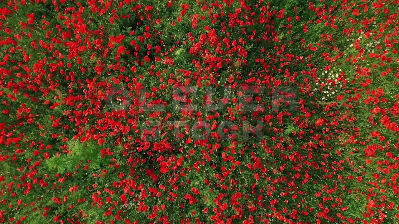 Flower Background Floral Summer Nature Spring Field Red Poppy Sky Green Outdoor - Stock Footage