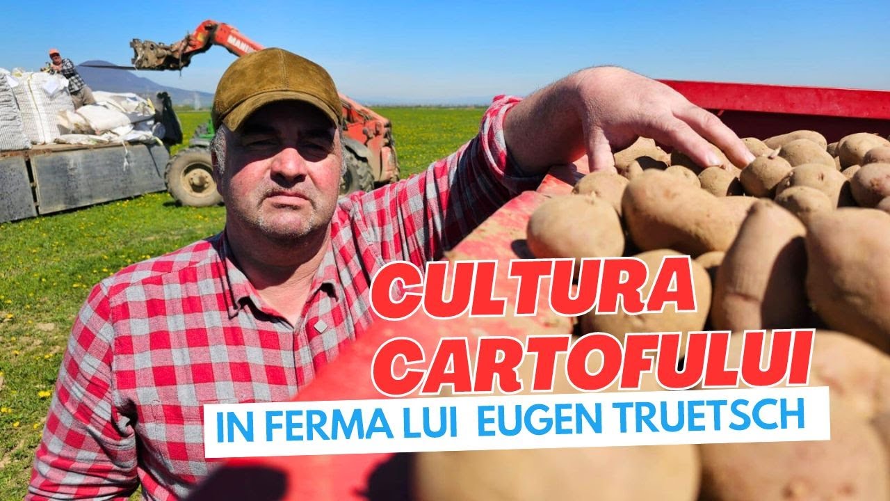 Cultura cartofului în ferma lui Eugen Truetsch din Râșnov