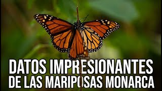 Datos Impresionantes De Las Mariposas Monarca