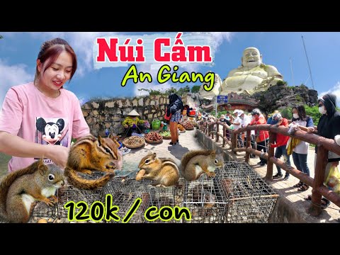 Video Chợ động vật hoang dã bán ở Núi Cấm An Giang cho du... - youtube