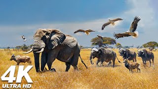 Savage Kingdom : 4K African Wildlife 