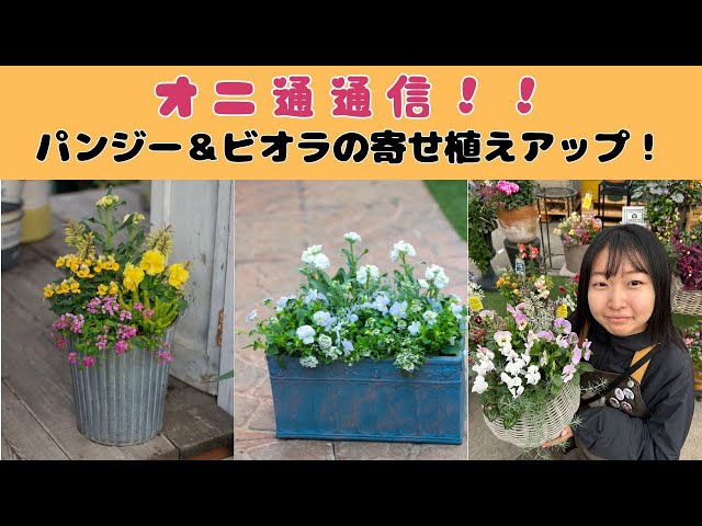 Oni Tsu] A cute arrangement of pansies and violas! - YouTube