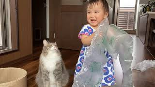 娘と同じ物に興味を持つ猫　ノルウェージャンフォレストキャットA cat who is interested in the same things as her daughter.Norwegian.