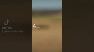 Calming Music, Black Labrador, Dog Walk, Budy Walk