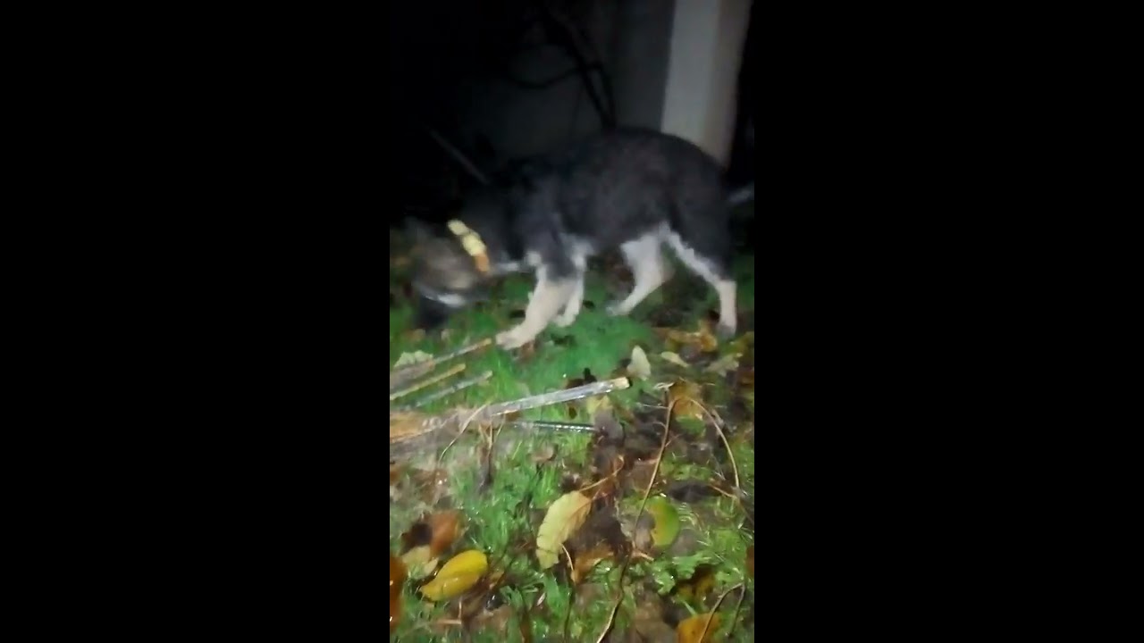 3 month :German Shepherd: chasing cat