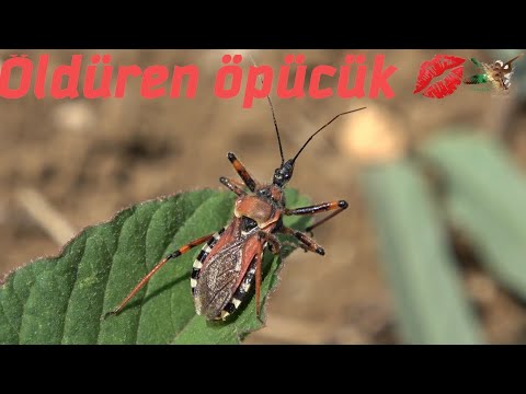 Öpücük böceği - YouTube