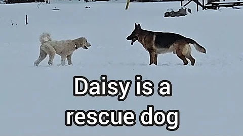 When a rescue dog becomes happy again!  #mikelalicich #mybestfriend #germanshepherd #gsd #rescuedog