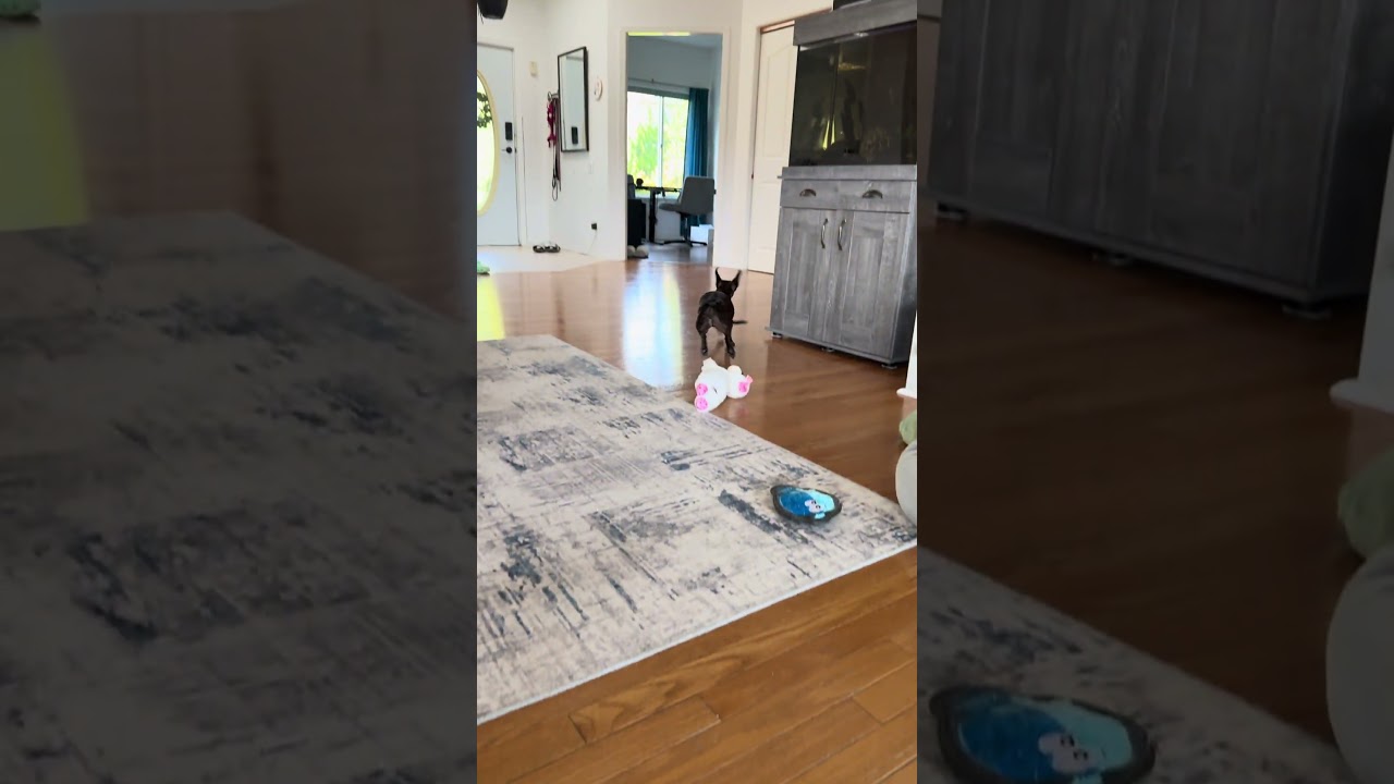 Funny Dachshund and Her Automatic Ball Launcher