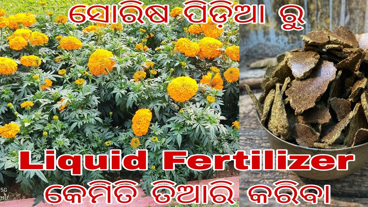 ସୋରିଷ ପିଡ଼ିଆ ରୁ Liquid Fertilizer କେମିତି ତିଆରି କରିବା। mustard cake liquid fertilizer#happygardening 