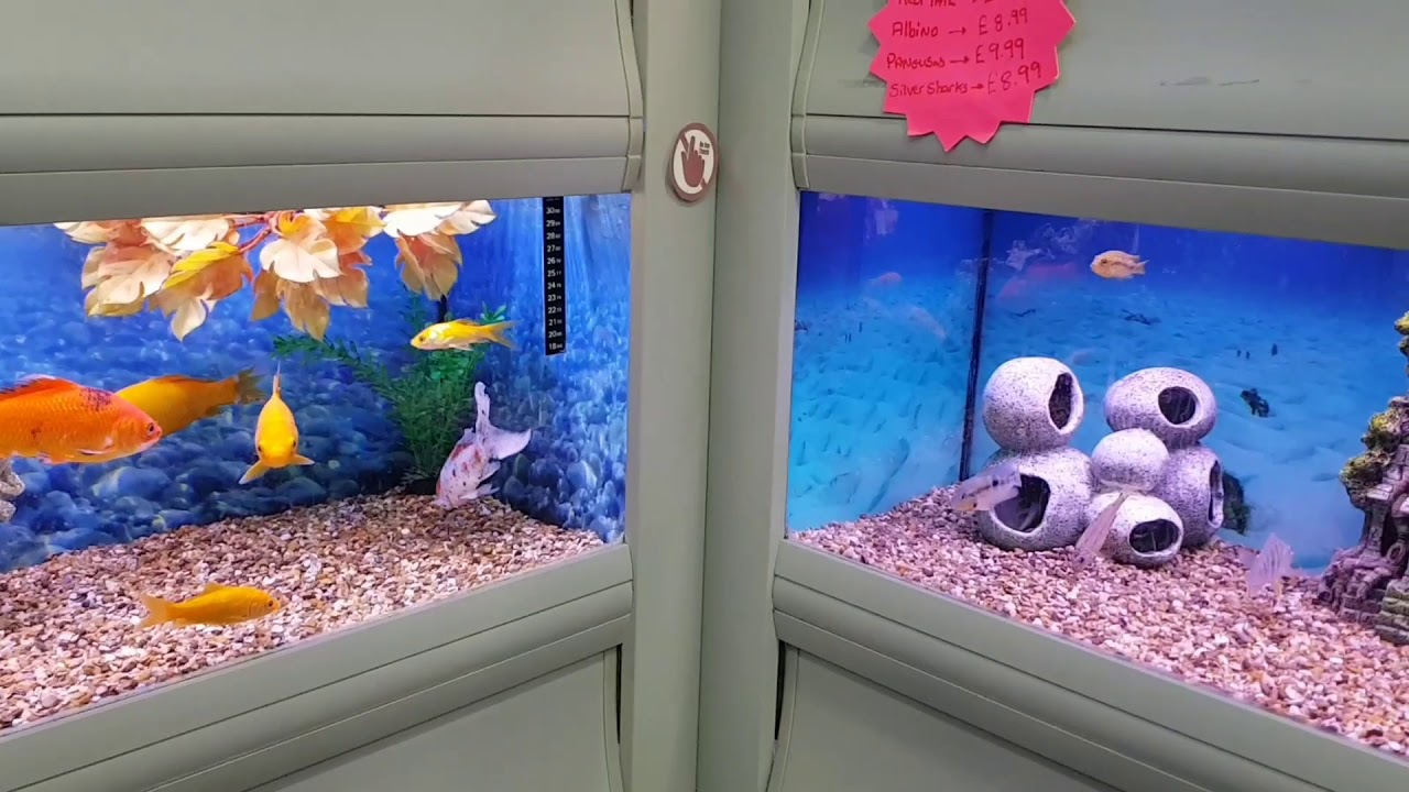 pet shop in HACKNEY EAST LONDON  (piton-hamster-fishes-birds)