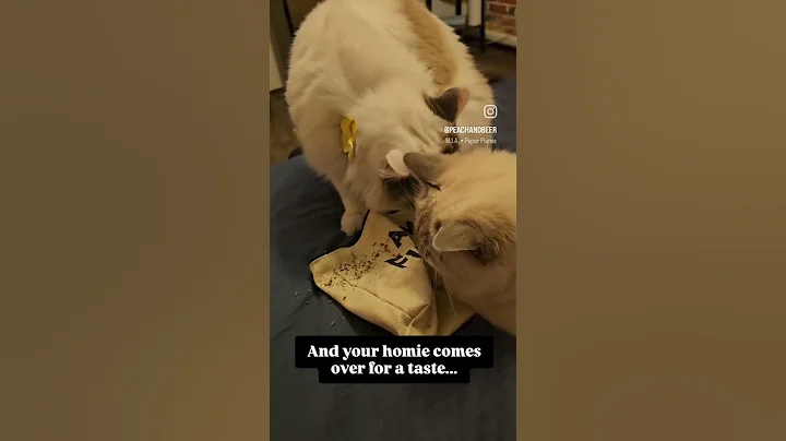 Watch the video about Ragdolls loving catnip #Ragdoll#cats#420#catnip#lilackitten#lilac