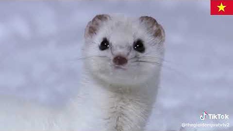 Sinh tồn trong mùa đông của chuột đồng cỏ