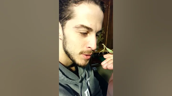 Praying Mantis touch my nose!