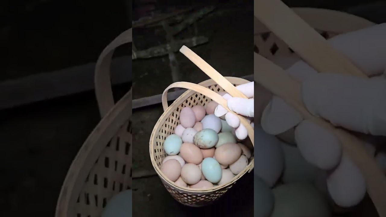 Picking up eggs is so stress-relieving#Pick up eggs#Real Life Sharing Plan