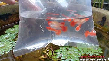 NUÔI THỬ DÒNG CÁ BẢY MÀU KOI RED GEN EAR TRONG CHẬU ĐẤT NUNG VỪA SET UP LẠI